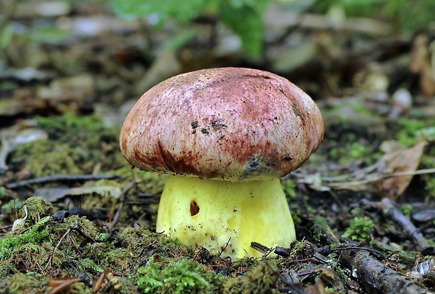 hríb kráľovský Butyriboletus regius (Krombh.) D. Arora & J.L. Frank