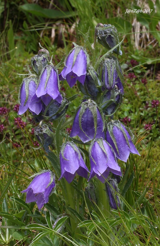 zvonček alpínsky Campanula alpina Jacq.