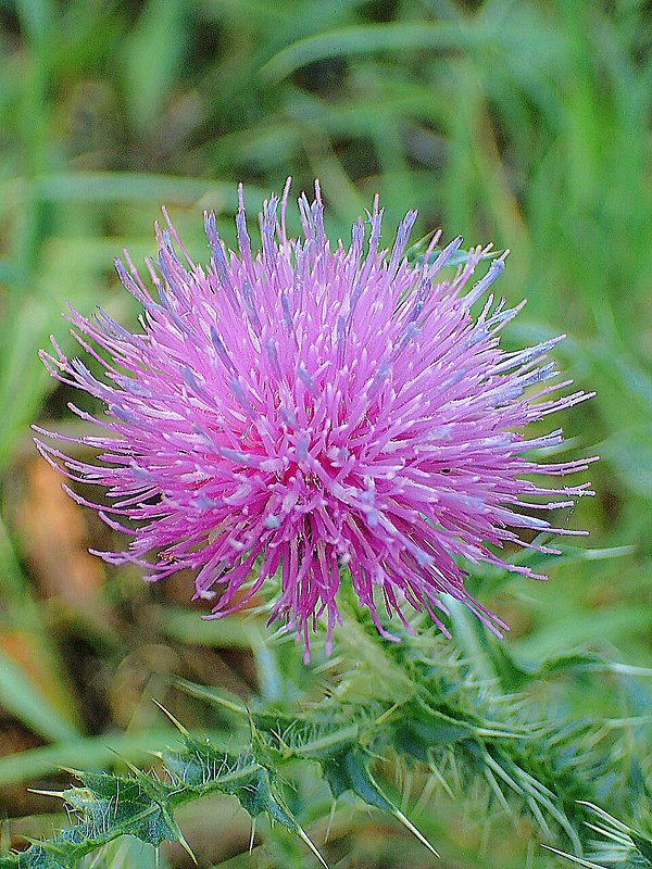 pichliač obyčajný Cirsium vulgare (Savi) Ten.