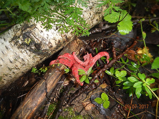 mrežovka kvetovitá Clathrus archeri (Berk.) Dring