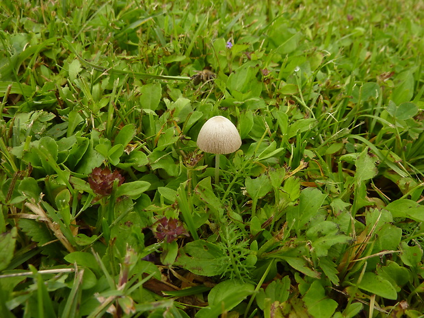 kapucňovec mliečny Conocybe apala (Fr.) Arnolds