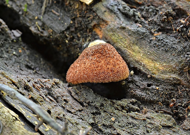 pahliva šafranová Crepidotus crocophyllus (Berk.) Sacc.