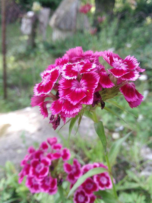 klinček bradatý Dianthus barbatus L.