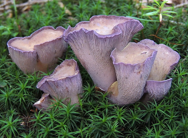 lievikovec kyjakovitý Gomphus clavatus (Pers.) Gray