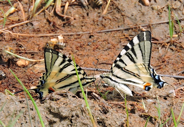 vidlochvost ovocný   Iphiclides podalirius