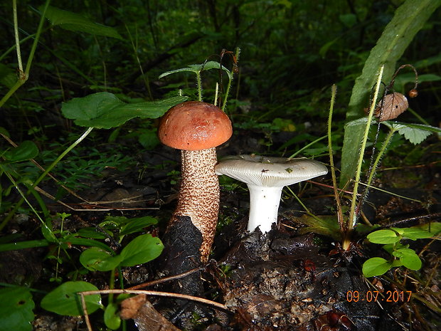 kozák osikový Leccinum albostipitatum den Bakker & Noordel.