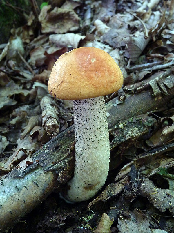 kozák osikový Leccinum albostipitatum den Bakker & Noordel.