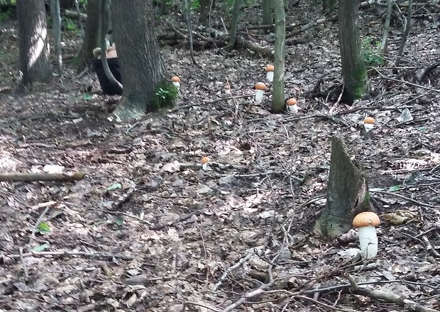 kozák osikový Leccinum albostipitatum den Bakker & Noordel.