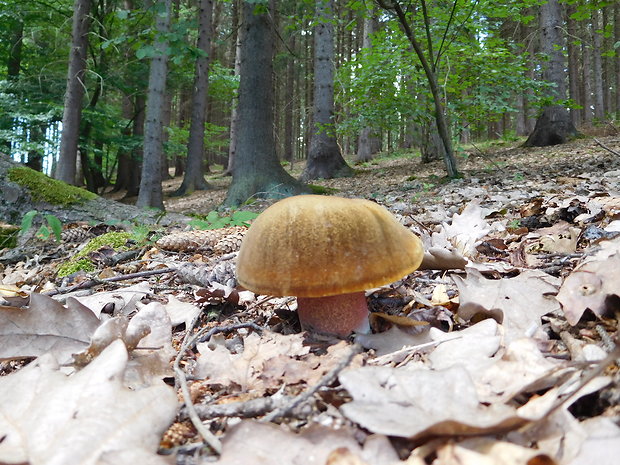 hríb Neoboletus luridiformis