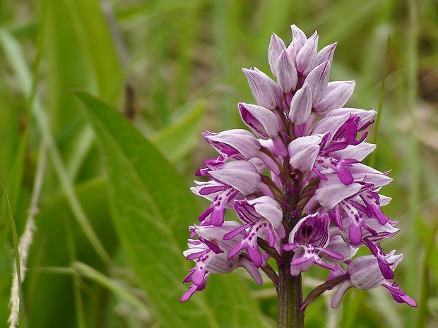 vstavač vojenský Orchis militaris L.