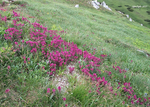 všivec praslenatý - biotop Pedicularis verticillata L.