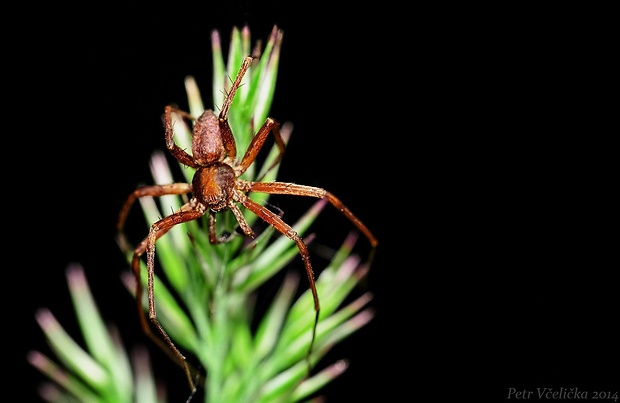 listovník Philodromus sp.