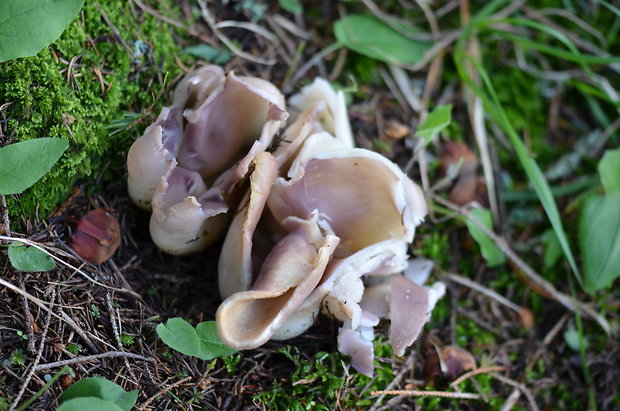 tulipánovka fialová Sarcosphaera coronaria (Jacq.) J. Schröt.