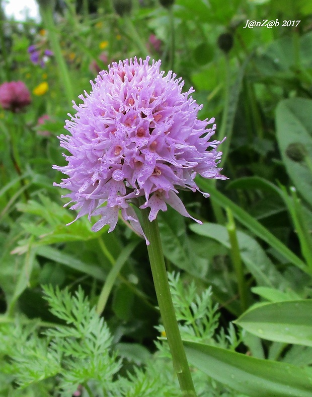 pavstavač hlavatý Traunsteinera globosa (L.) Reichenb.