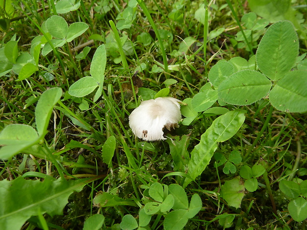 pošvovec malý Volvariella cf. pusilla (Pers.) Singer