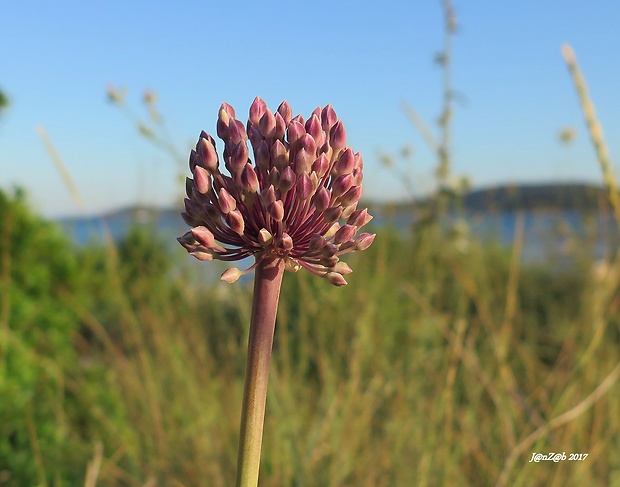 cesnak  Allium commutatum  L.