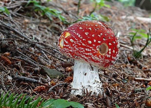 muchotrávka červená Amanita muscaria (L.) Lam.