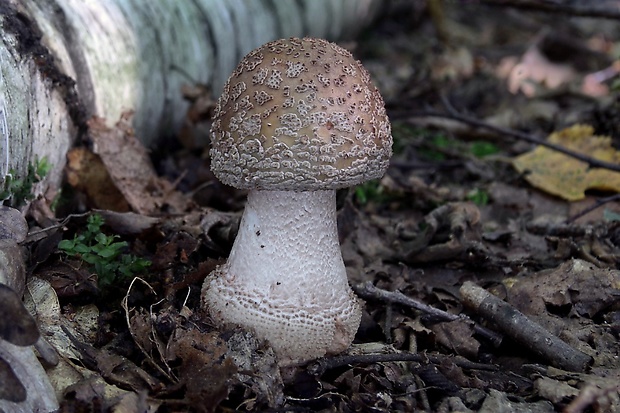 muchotrávka červenkastá Amanita rubescens Pers.