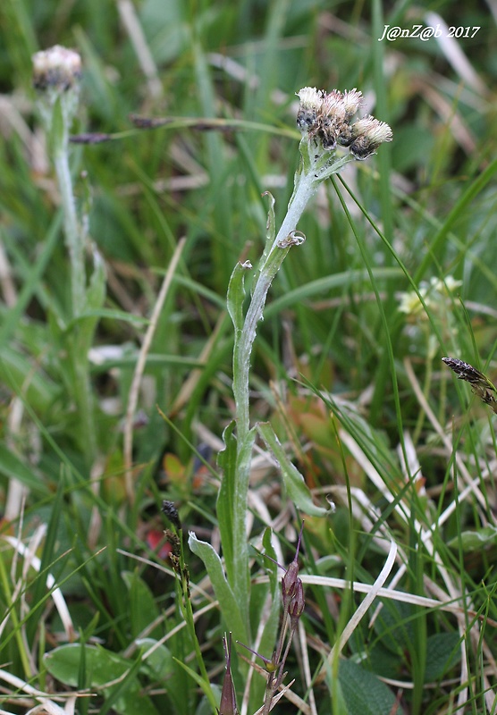 plešivec karpatský pravý Antennaria carpatica subsp. carpatica (Wahlenb.) Bluff et Fingerh.