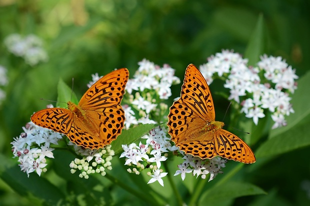 perlovec striebristopásavý / perleťovec stříbropásek  Argynnis paphia