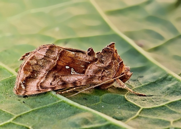 mora čistcová Autographa pulchrina