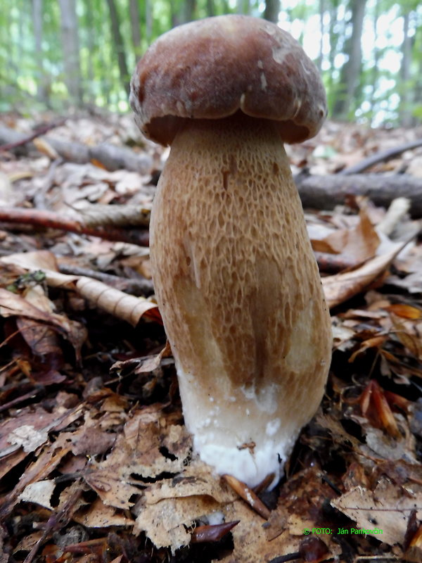 hríb dubový Boletus reticulatus Schaeff.