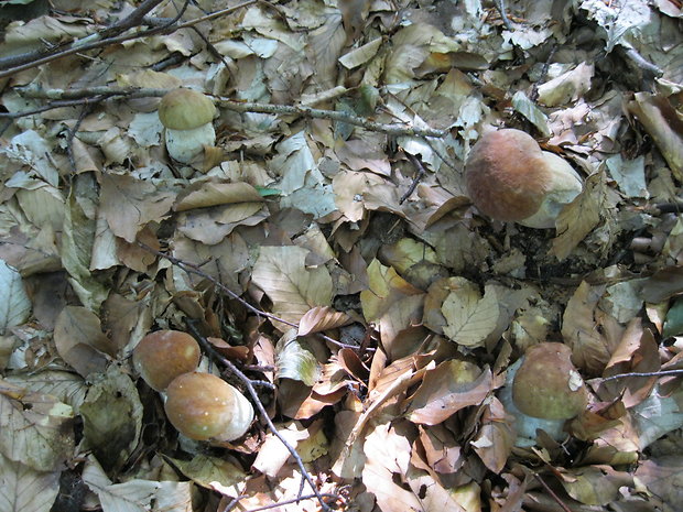 hríb dubový Boletus reticulatus Schaeff.