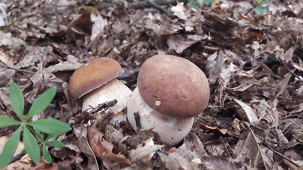 hríb dubový Boletus reticulatus Schaeff.