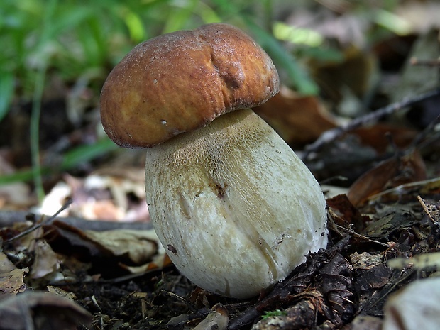 hríb dubový Boletus reticulatus Schaeff.