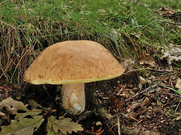 hríb dubový Boletus reticulatus Schaeff.