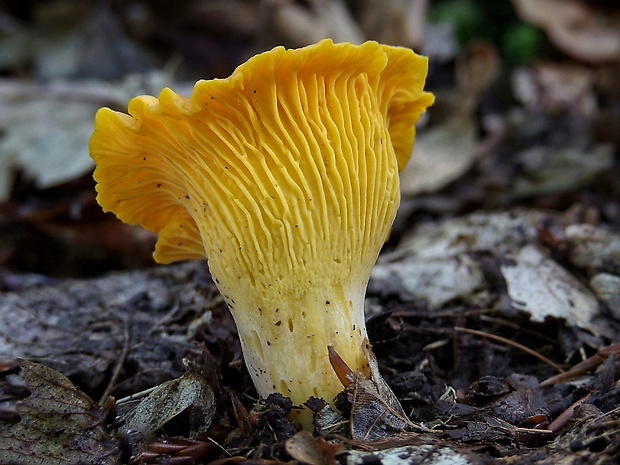 kuriatko jedlé Cantharellus cibarius Fr.