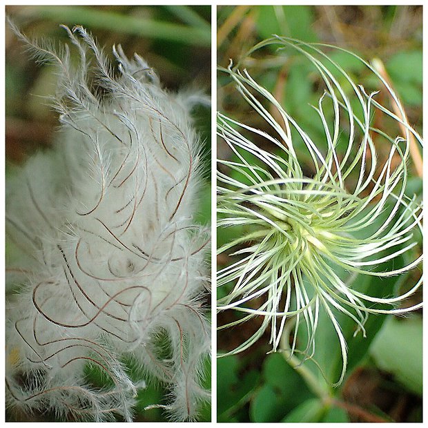 plamienok celistvolistý Clematis integrifolia L.