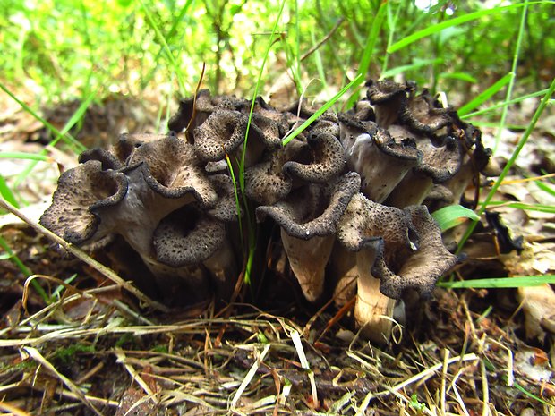 lievik trúbkovitý Craterellus cornucopioides (L.) Pers.