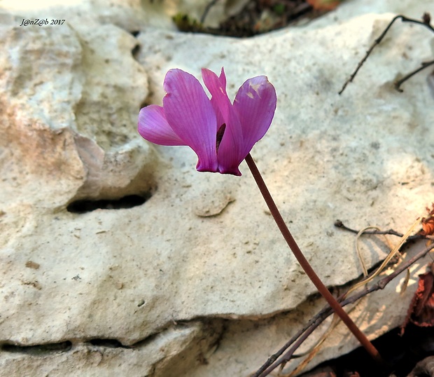 cyklámen purpurový Cyclamen purpurascens Mill.