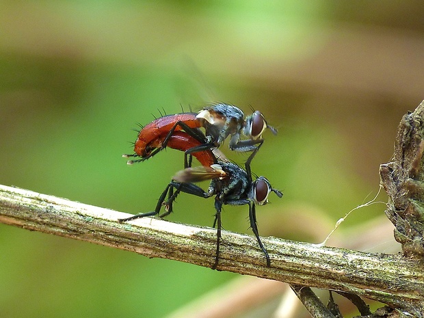 bystruša Cylindromyia bicolor