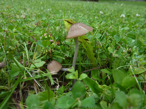 hodvábnica  Entoloma anatinum (Lasch) Donk