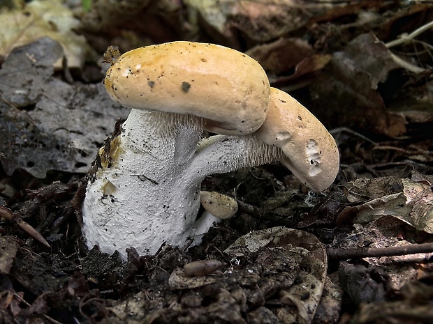 jelenka poprehýbaná Hydnum repandum L.