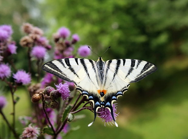 vidlochvost ovocný Iphiclides podalirius