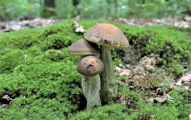 kozák hrabový Leccinum pseudoscabrum (Kallenb.) Šutara