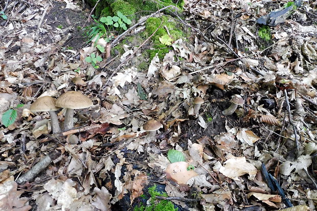 kozák hrabový Leccinum pseudoscabrum (Kallenb.) Šutara