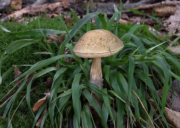 kozák hrabový Leccinum pseudoscabrum (Kallenb.) Šutara