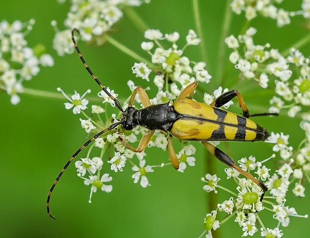 fuzáč škvrnitý Leptura maculata