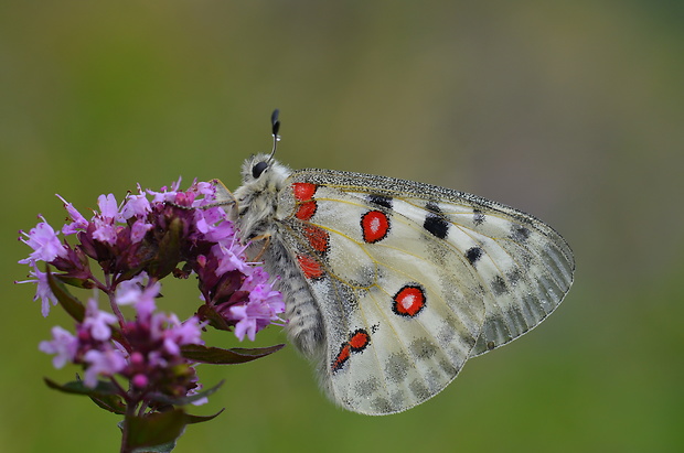 jasoň červenooký Parnassius apollo