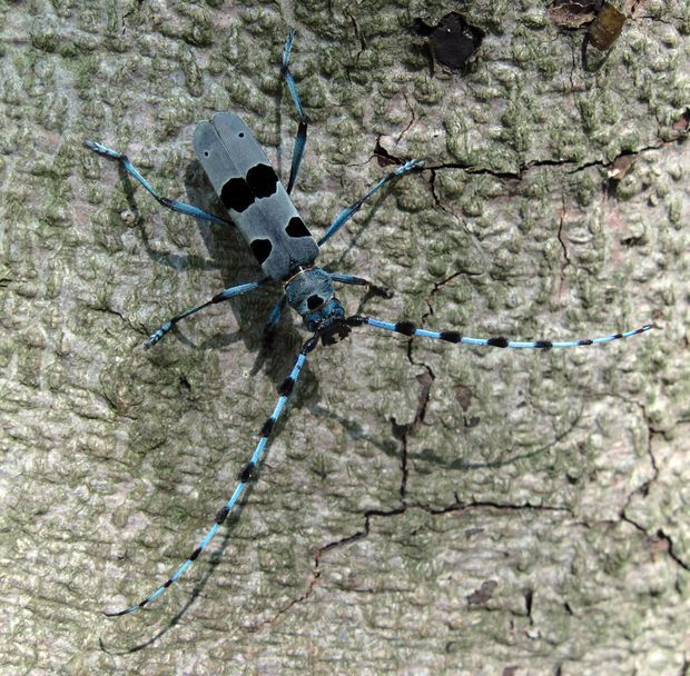 fuzáč alpský Rosalia alpina L.