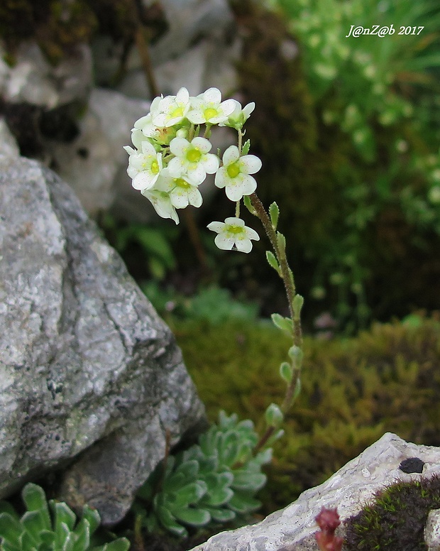 lomikameň metlinatý Saxifraga paniculata Mill.