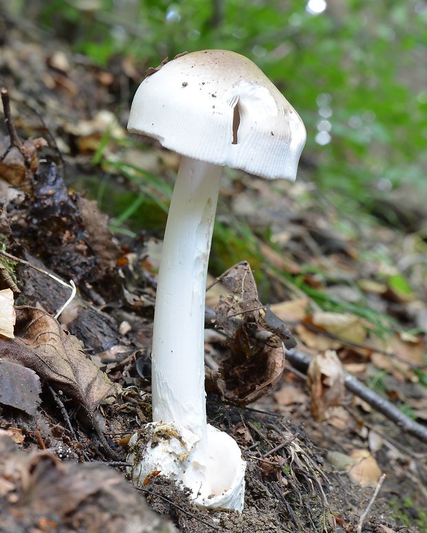 muchotrávka pošvatá Amanita vaginata (Bull.) Lam.