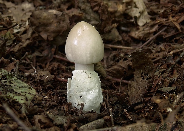 muchotrávka pošvatá Amanita vaginata (Bull.) Lam.