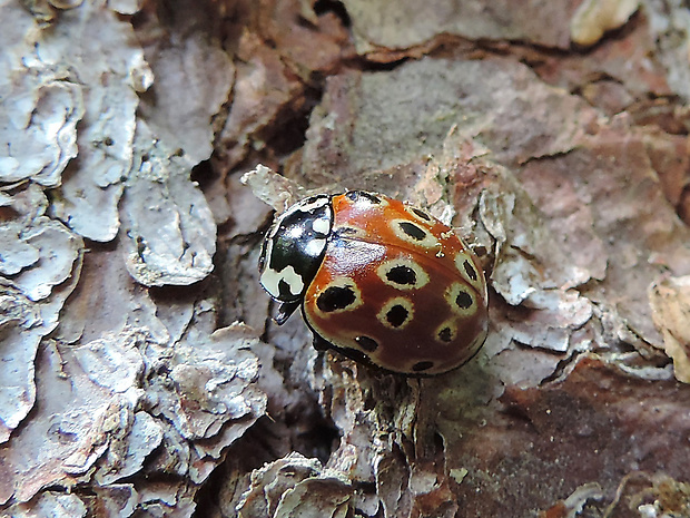 lienka veľká / slunéčko velké Anatis ocellata Linnaeus, 1758