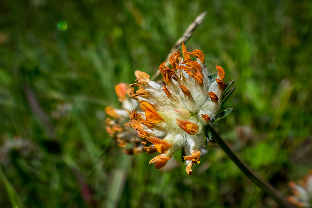 bôľhoj lekársky Anthyllis vulneraria L.