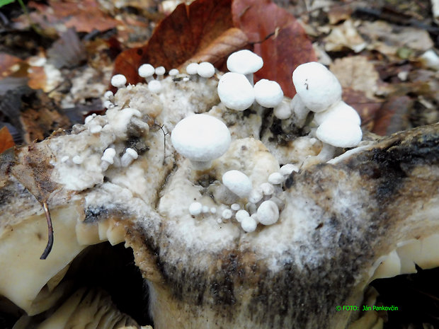 príživnica prášnicovitá Asterophora lycoperdoides (Bull.) Ditmar